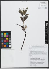 Foto von Salix uralicola I. V. Belyaeva